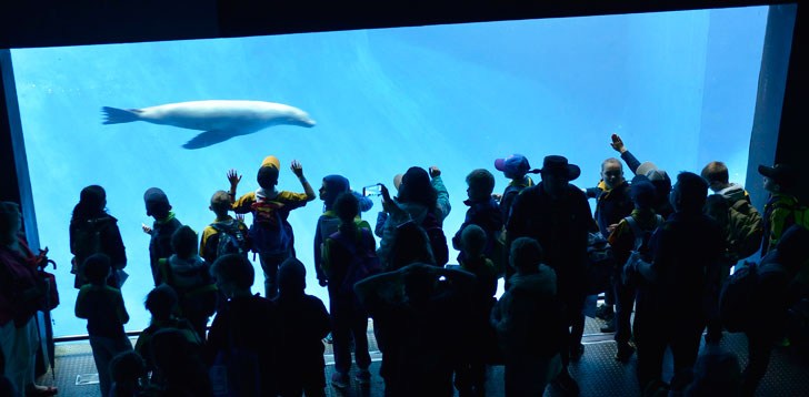 Scouts Aquarium Scouts Aquarium