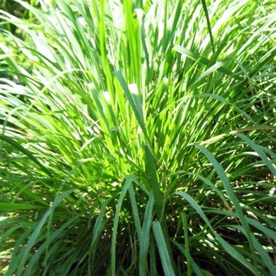 Vetiver Essential Oil GREEN - SMSOrganics, Pure Essential Oils, Carrier ...