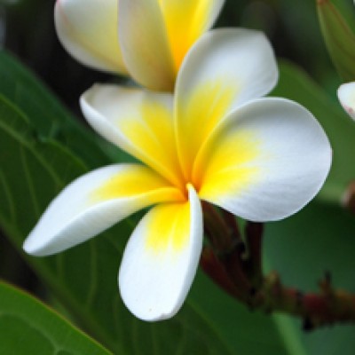 Frangipani Attar - SMSOrganics, Pure Essential Oils, Carrier Oils ...